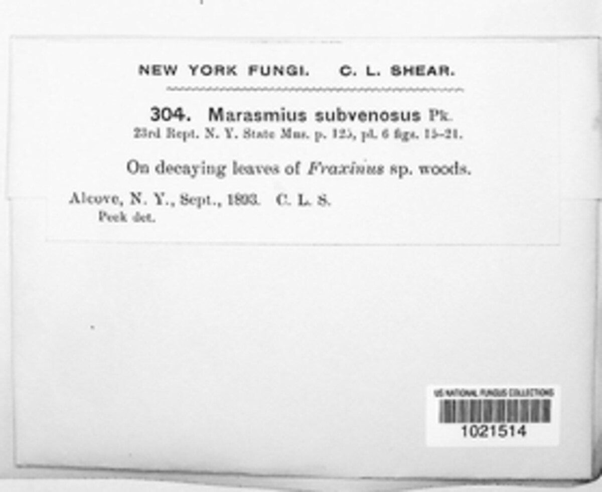 Marasmius image